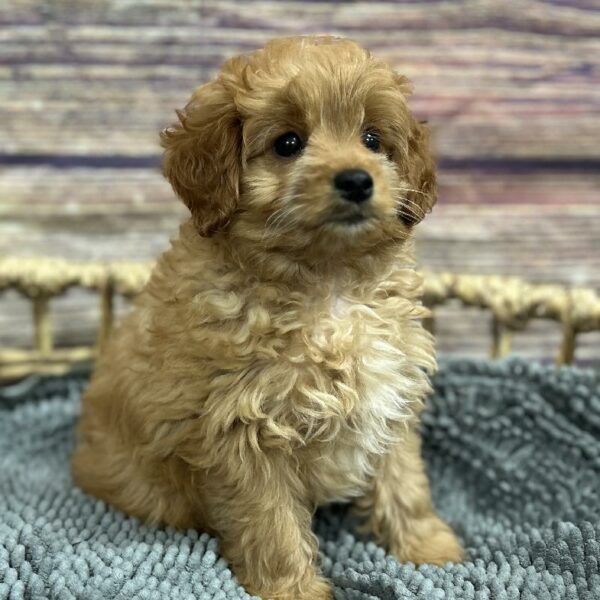 Goldendoodle-DOG-Male-apct-5089-Petland Woodlands, TX