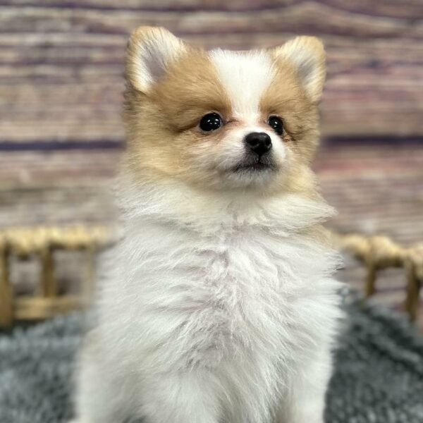 Pomeranian-DOG-Female-tn & wh-5088-Petland Woodlands, TX