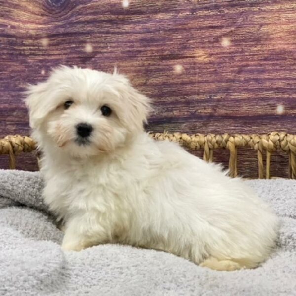 Maltese-DOG-Male-White-4984-Petland Woodlands, TX