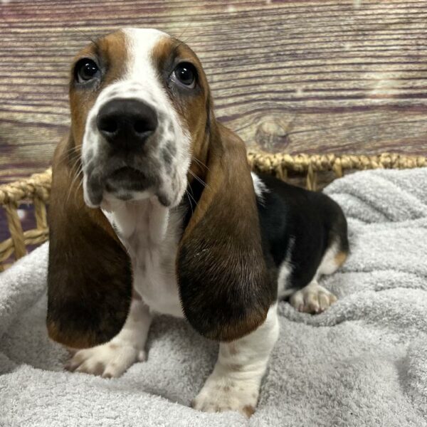 Basset Hound-DOG-Male-Black Brown and White-5044-Petland Woodlands, TX