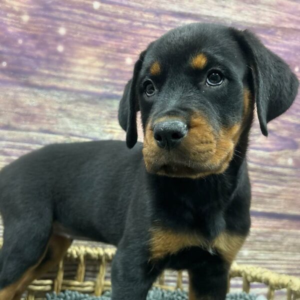 Rottweiler-DOG-Female-Blk & Tn-5071-Petland Woodlands, TX