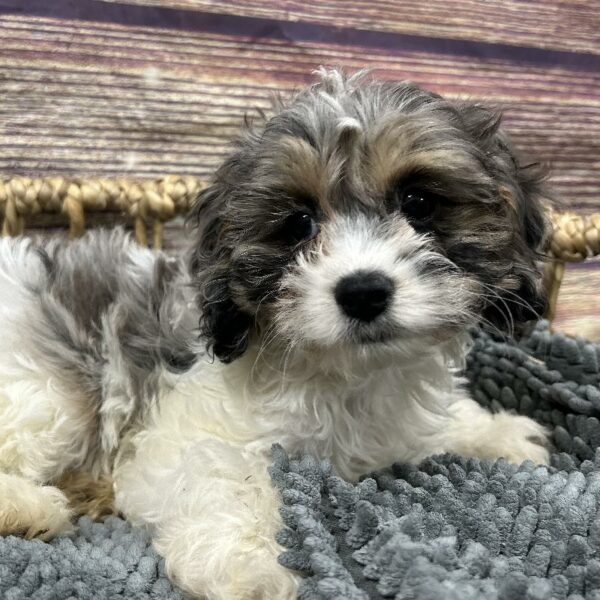Cockapoo-DOG-Female-Blue Roan and Tan-5062-Petland Woodlands, TX