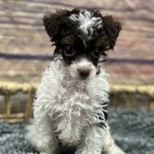 Poodle-DOG-Female-Brown and Apricot-5077-Petland Woodlands, TX