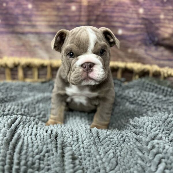 English Bulldog-DOG-Male-lile, tri mkgs-5080-Petland Woodlands, TX