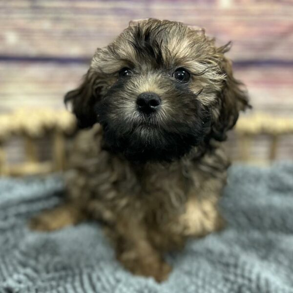 Shipoo-DOG-Male-Gold-5085-Petland Woodlands, TX