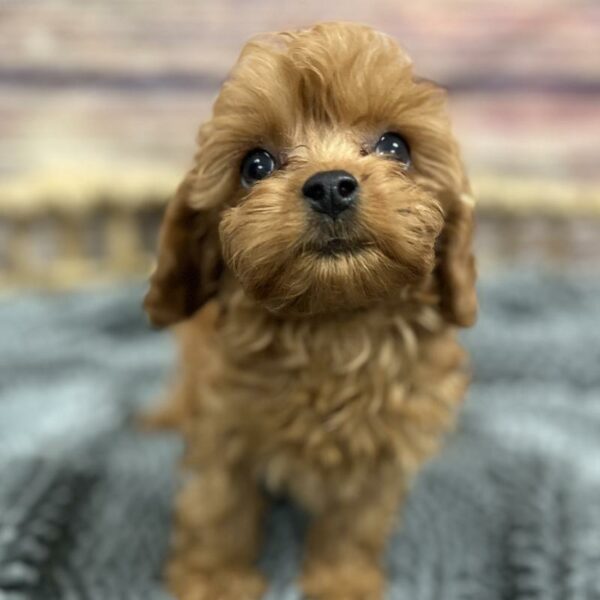 Cavapoo-DOG-Female-RED-5086-Petland Woodlands, TX