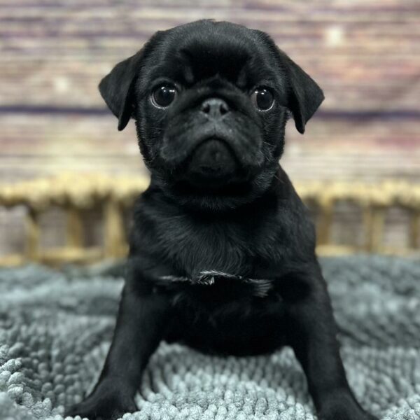Pug-DOG-Female-Black-5093-Petland Woodlands, TX