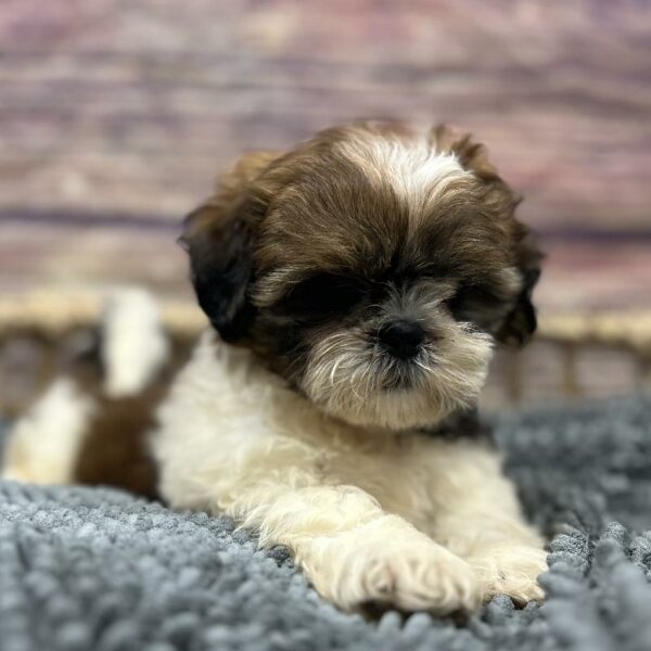 Shih Tzu-DOG-Male-Br & Wh-5090-Petland Woodlands, TX