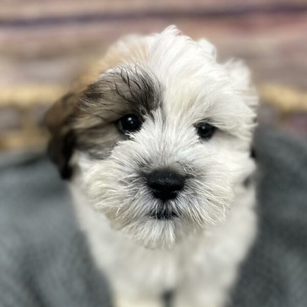 Teddy Bear-DOG-Male-br & wh-5091-Petland Woodlands, TX