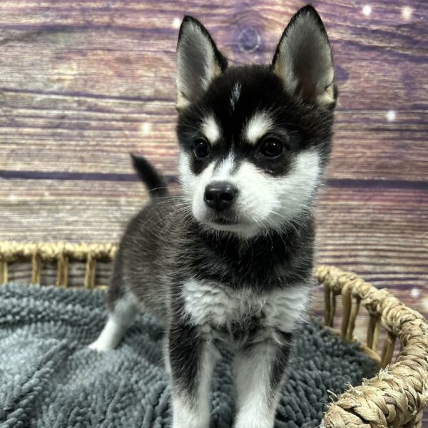 Alaskan Klee Kai-DOG-Male-blk&wh-5104-Petland Woodlands, TX