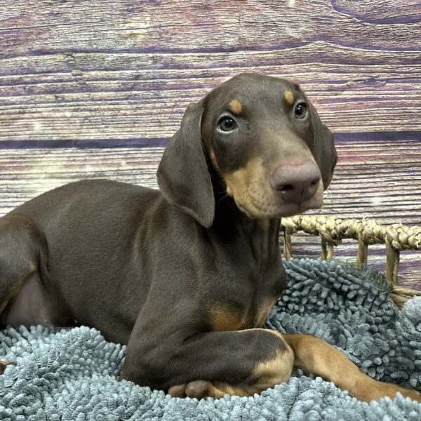 Doberman Pinscher-DOG-Male-chlt&rst-5102-Petland Woodlands, TX