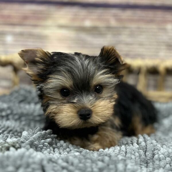 Yorkie-DOG-Female-blk & tn-5103-Petland Woodlands, TX