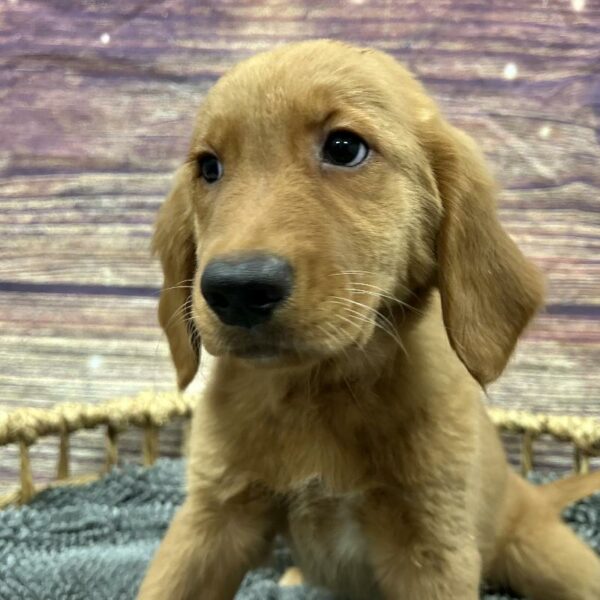 Golden Retriever-DOG-Female-rd-5105-Petland Woodlands, TX