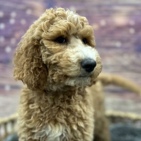 Goldendoodle 2 Gen-DOG-Female-red & white tuxedo-5100-Petland Woodlands, TX