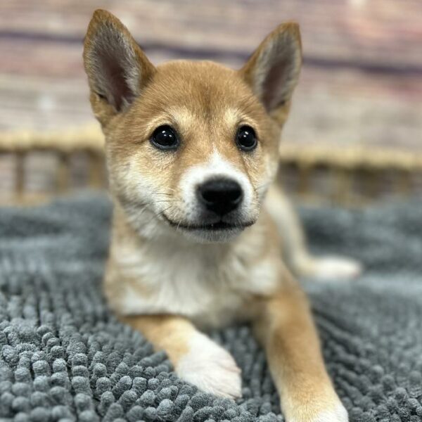 Shiba Inu-DOG-Male-rd sesme-5106-Petland Woodlands, TX