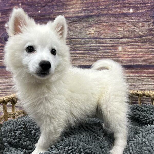 American Eskimo-DOG-Male-White-5099-Petland Woodlands, TX