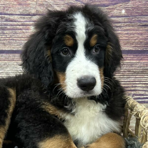 Bernese Mountain Dog-DOG-Male-Black Tan and White-5097-Petland Woodlands, TX
