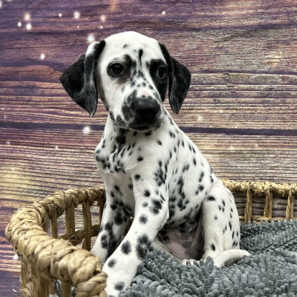Dalmatian-DOG-Female-White and Black-5098-Petland Woodlands, TX