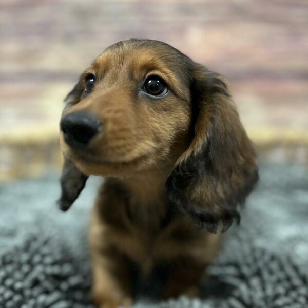Dachshund-DOG-Male-Red-5096-Petland Woodlands, TX