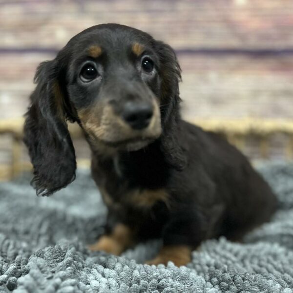 Dachshund-DOG-Female-Black and Tan-5094-Petland Woodlands, TX