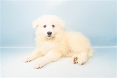 American Eskimo-DOG-Male-White-5108-Petland Woodlands, TX