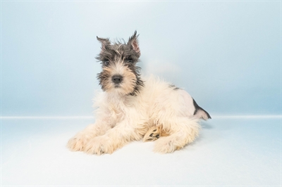 Mini Schnauzer-DOG-Female-Salt and Pepper-5109-Petland Woodlands, TX