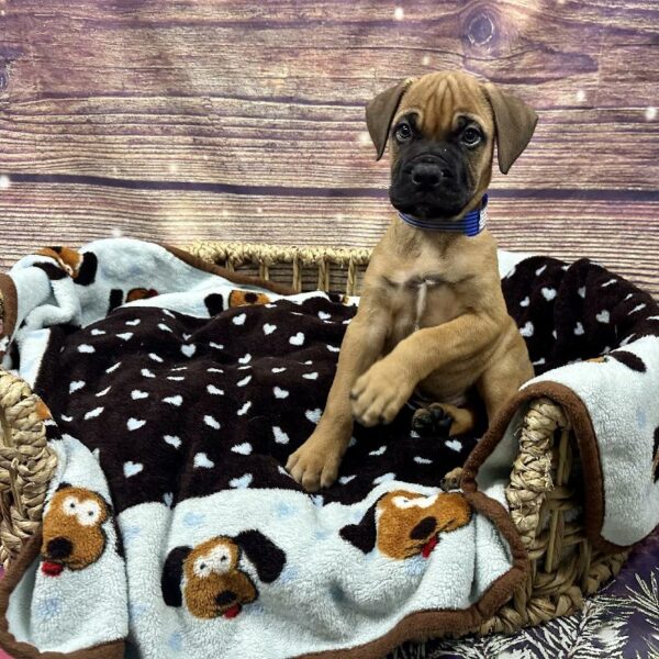 Bullmastiff-DOG-Male-rd fn-5115-Petland Woodlands, TX