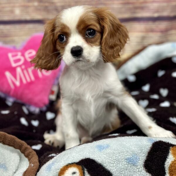 Cavalier King Charles Spaniel-DOG-Female-bheim-5117-Petland Woodlands, TX