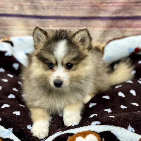 Pomsky-DOG-Female-gr&wh-5111-Petland Woodlands, TX