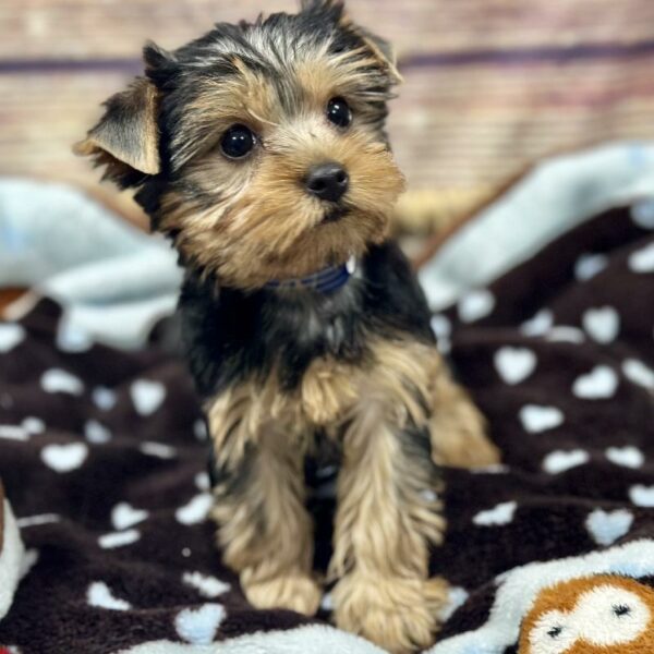 Yorkie-DOG-Male-blk & tn-5113-Petland Woodlands, TX