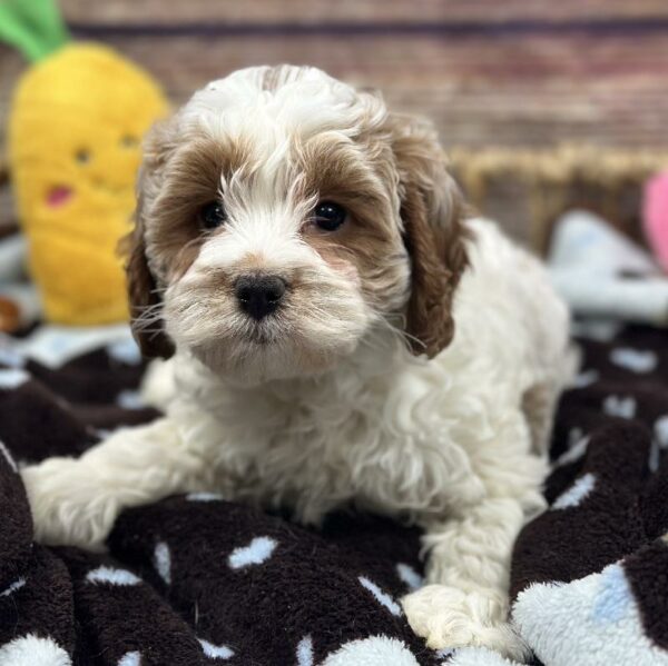 Cavapoo-DOG-Female-rd-5118-Petland Woodlands, TX