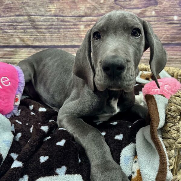 Great Dane-DOG-Female-BL,WH MKGS-5120-Petland Woodlands, TX