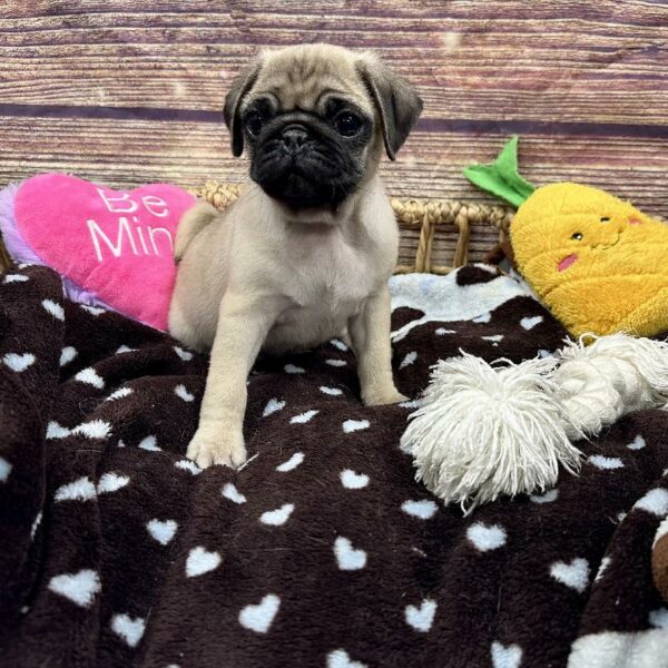 Pug-DOG-Male-fn-5122-Petland Woodlands, TX