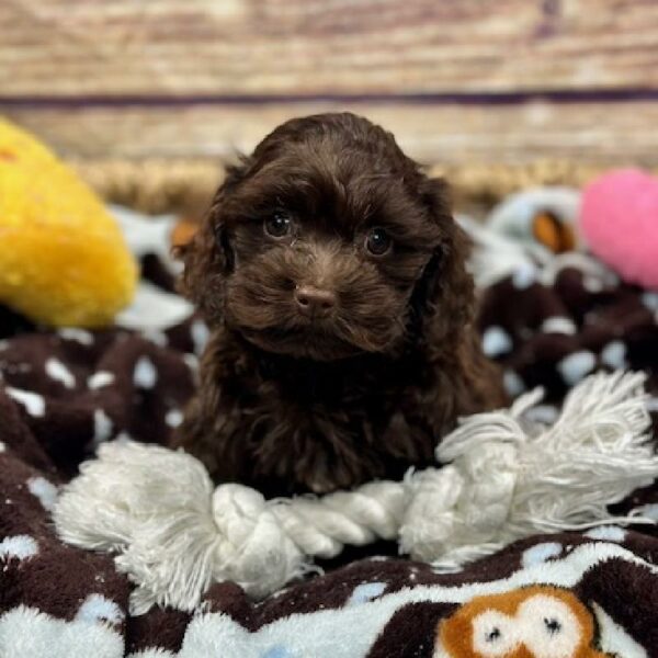 Cockapoo-DOG-Female-Chlt-5133-Petland Woodlands, TX