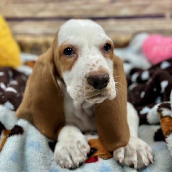 Basset Hound-DOG-Female-Tn & Wh-5137-Petland Woodlands, TX