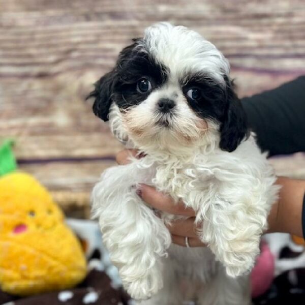 Shih Tzu-DOG-Female-Wh & Sbl-5134-Petland Woodlands, TX