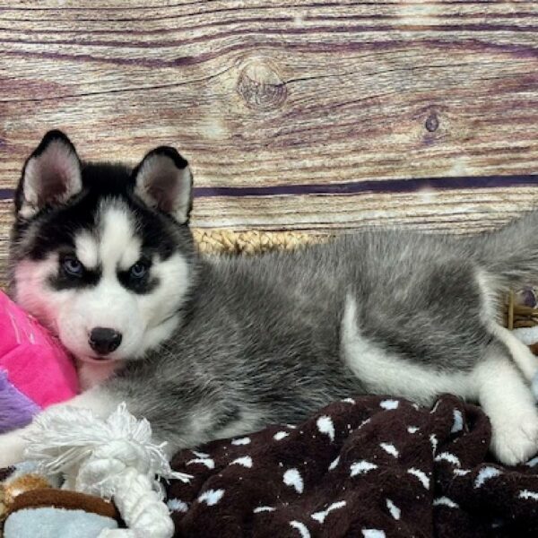 Siberian Husky-DOG-Male-Blk & Wh-5135-Petland Woodlands, TX