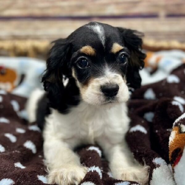 Cocker Spaniel-DOG-Male-Black White and Tan-5130-Petland Woodlands, TX