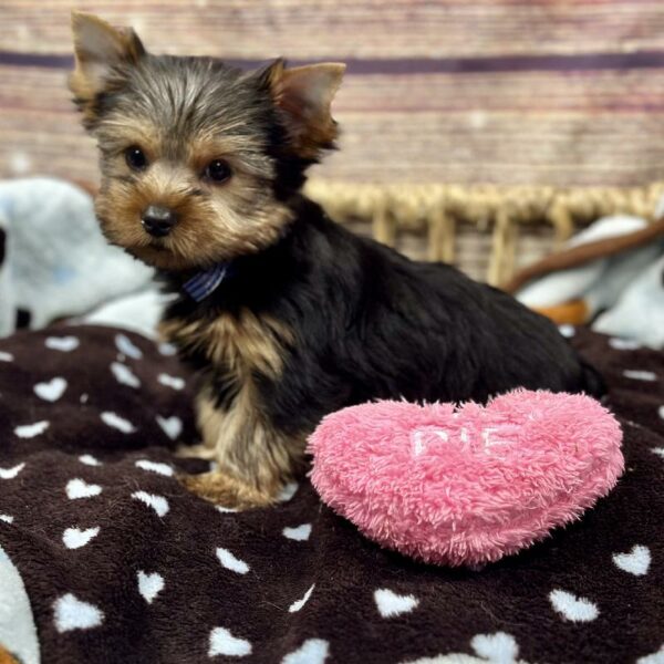 Yorkie-DOG-Female-Blk & tn-5114-Petland Woodlands, TX