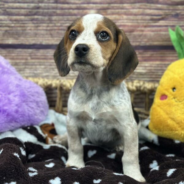 Beagle-DOG-Female-BLK ,TN & WH-5121-Petland Woodlands, TX