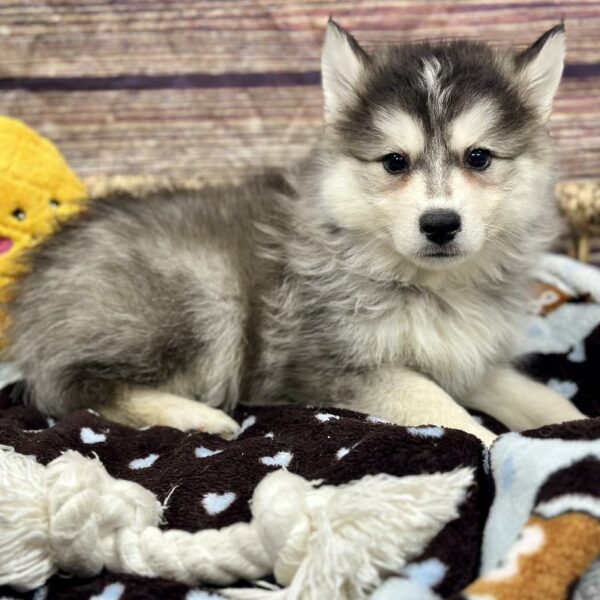 Pomsky 2 Gen-DOG-Male-BLK,SLVR & WH MKGS-5124-Petland Woodlands, TX