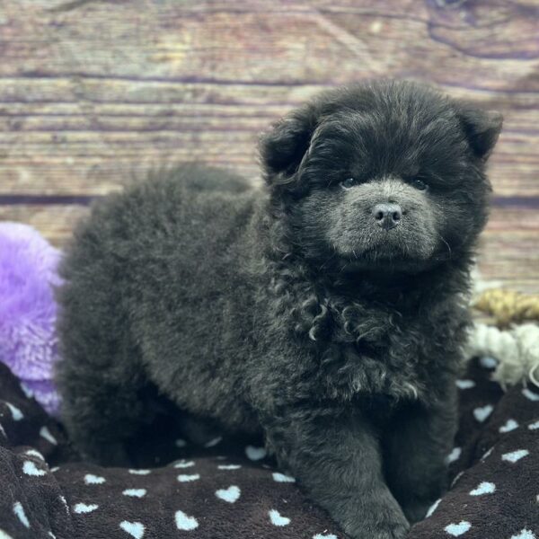 Chow Chow-DOG-Male-GR-5125-Petland Woodlands, TX