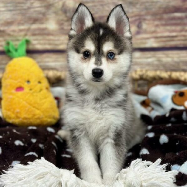 Alaskan Klee Kai-DOG-Female-Blk & Wh-5132-Petland Woodlands, TX