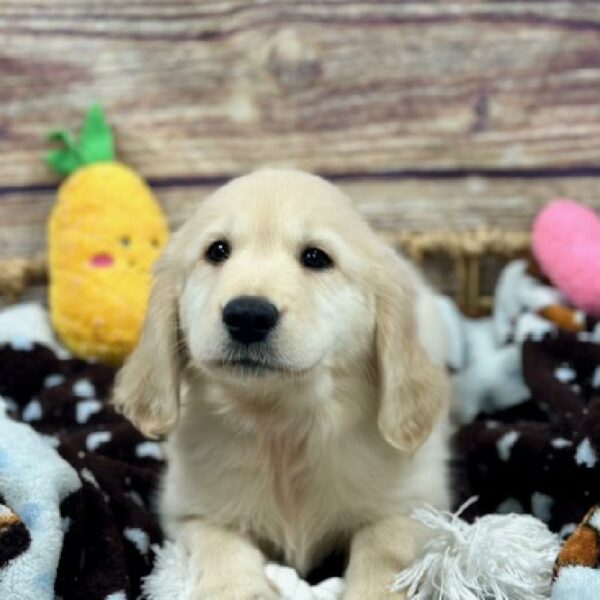 Golden Retriever-DOG-Male-It Gldn-5136-Petland Woodlands, TX