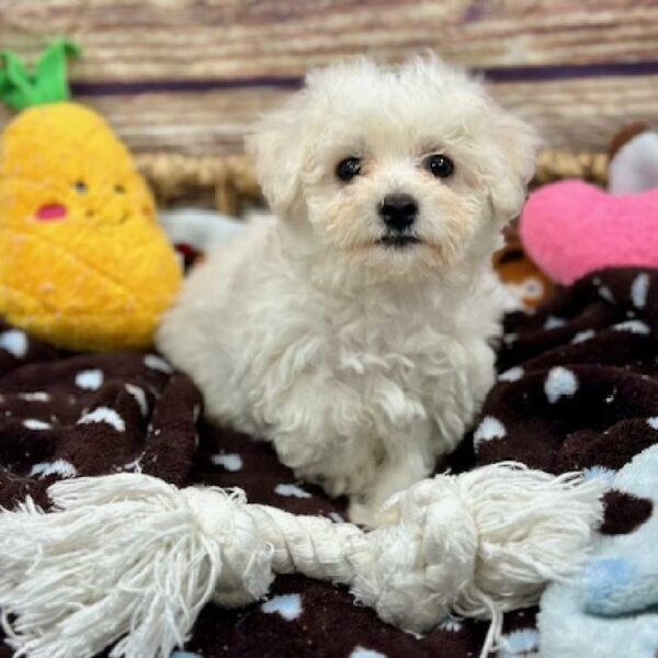 Bichon-DOG-Male-White-5129-Petland Woodlands, TX