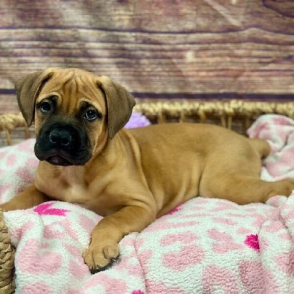 Bullmastiff-DOG-Female-Rd-5145-Petland Woodlands, TX