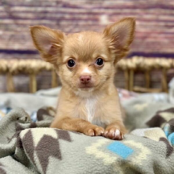Chihuahua-DOG-Male-Fn ,Wh Mkgs-5144-Petland Woodlands, TX