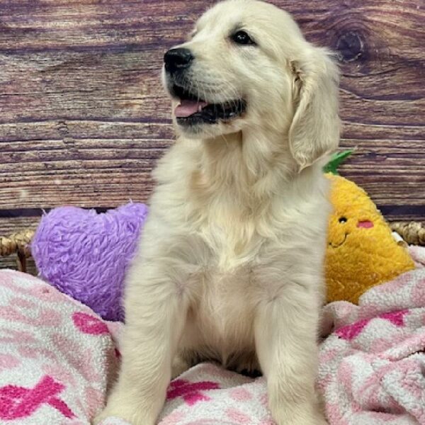Golden Retriever-DOG-Female-It Gldn-5146-Petland Woodlands, TX