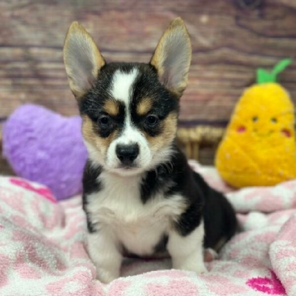 Pembroke Welsh Corgi-DOG-Female-Black and Tan-5140-Petland Woodlands, TX