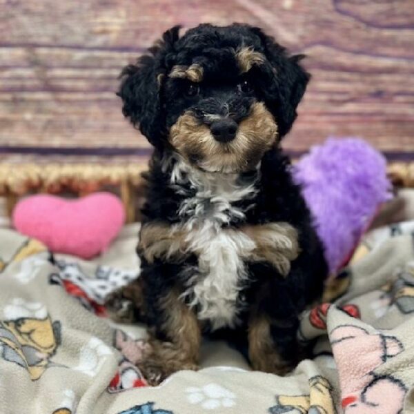 Poodle-DOG-Male-Blk & Tn-5143-Petland Woodlands, TX